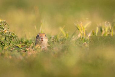 Sevimli komik hayvan. Yer sincabı. Yeşil doğa Arkaplanı.