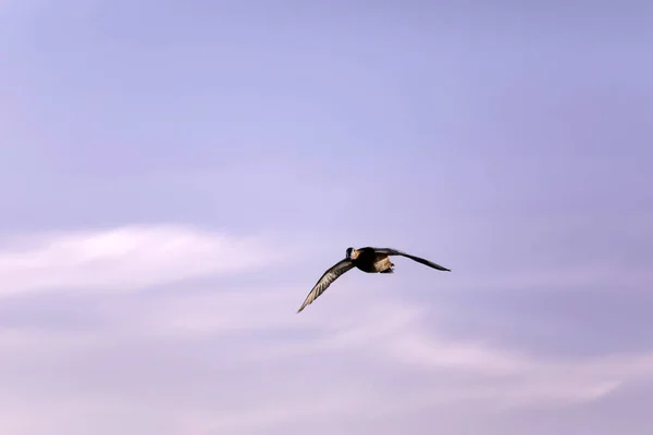 Létající Kachna Pozadí Zapadajícího Nebe Běžný Pochard Aythya Ferina — Stock fotografie