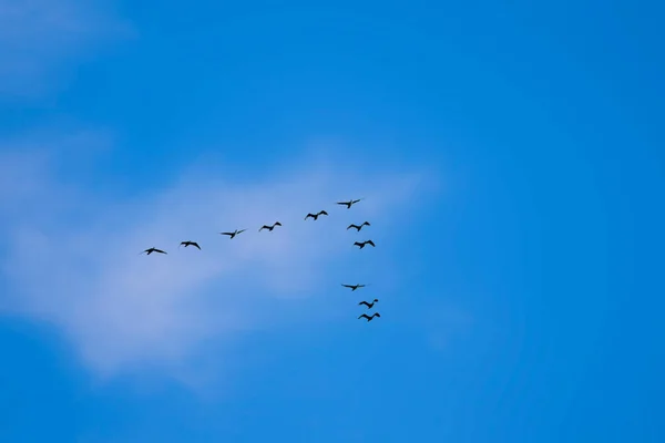 Fliegende Vögel Blauer Himmel Hintergrund Vögel Kormoran Phalacrocorax Carbo — Stockfoto