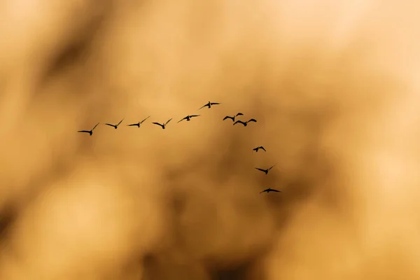 Flygande Fåglar Solnedgång Himmel Bakgrund Fåglar Stora Skarven Phalacrocorax Carbo — Stockfoto