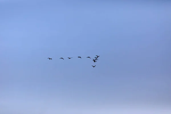 Des Oiseaux Volants Fond Bleu Ciel Oiseaux Grand Cormoran Phalacrocorax — Photo