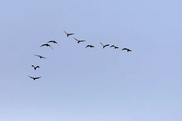 Летающие Птицы Голубое Небо Птицы Великий Баклан Phalacrocorax Carbo — стоковое фото