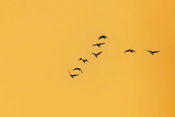 Pájaros Voladores Fondo Del Cielo Atardecer Aves Gran Cormorán Phalacrocorax — Foto de Stock
