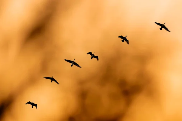 Flygande Fåglar Solnedgång Himmel Bakgrund Fåglar Stora Skarven Phalacrocorax Carbo — Stockfoto
