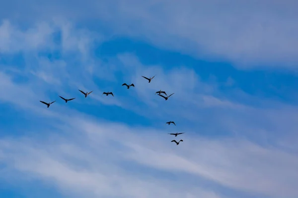 Létající Ptáci Modrá Obloha Pozadí Ptáci Velký Kormorán Phalacrocorax Carbo — Stock fotografie