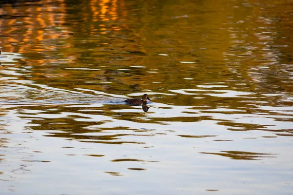Plavání Kachny Přírodní Pozadí Běžný Pochard Aythya Ferina — Stock fotografie