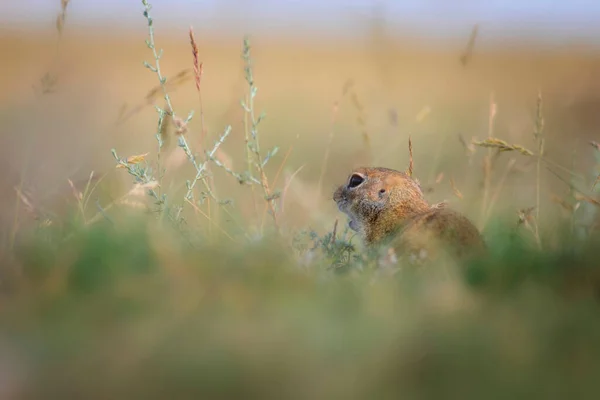 Cute Funny Animal Ground Squirrel Green Nature Background — Stock Photo, Image