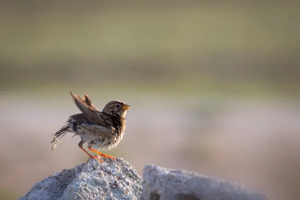 Schattig Vogeltje Natuur Achtergrond Maïsgors Emberiza Calandra — Stockfoto