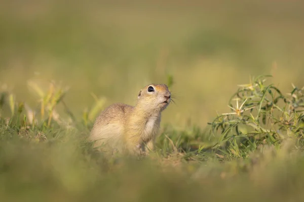 Cute Funny Animal Ground Squirrel Green Nature Background — Stock Photo, Image