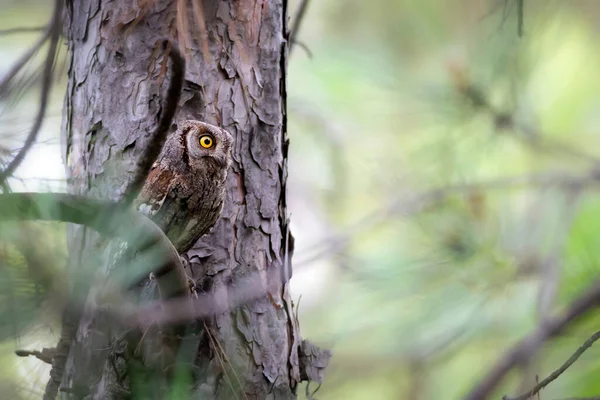 Gufo Gufo Reale Eurasiatico Otus Scops Sfondo Verde Natura — Foto Stock