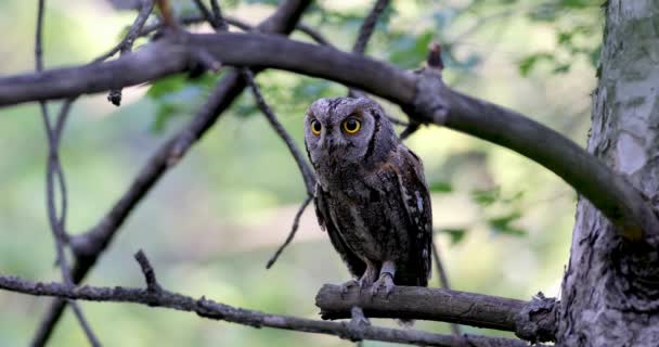 Sova Eurasian Scops Owl Otus Scops Zelené Pozadí Přírody — Stock video