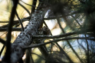 Baykuş. Avrasya Baykuşu. (Otus vurur). Yeşil doğa arkaplanı.