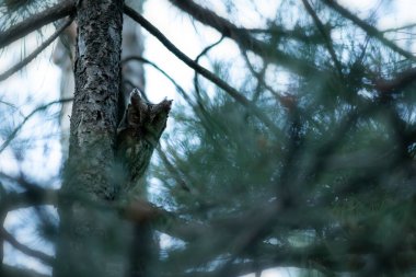 Baykuş. Avrasya Baykuşu. (Otus vurur). Yeşil doğa arkaplanı.