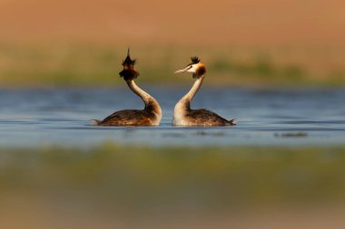 Kuşlar bayılır. Renkli bir arka plan. Great Crested Grebe. (Podiseps kriteri). 