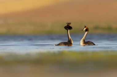 Kuşlar bayılır. Renkli bir arka plan. Great Crested Grebe. (Podiseps kriteri). 