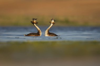 Kuşlar bayılır. Renkli bir arka plan. Great Crested Grebe. (Podiseps kriteri). 