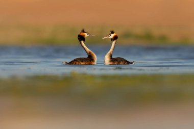 Kuşlar bayılır. Renkli bir arka plan. Great Crested Grebe. (Podiseps kriteri). 
