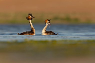 Kuşlar bayılır. Renkli bir arka plan. Great Crested Grebe. (Podiseps kriteri). 