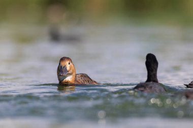 Yüzen ördek. Doğa geçmişi. Sıradan Pochard. (Aythya ferina).
