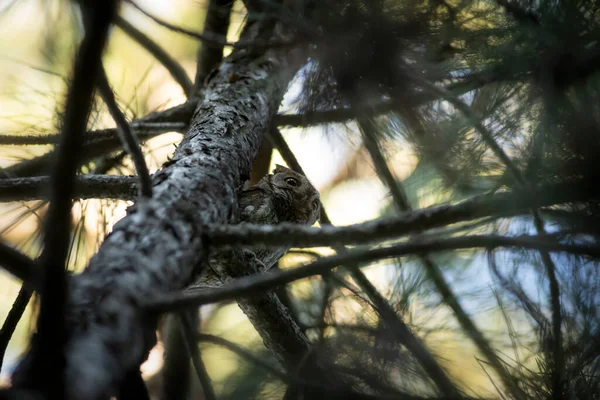 Baykuş. Avrasya Baykuşu. (Otus vurur). Yeşil doğa arkaplanı.