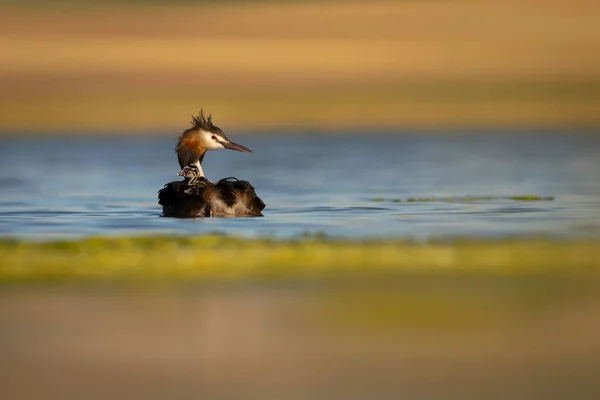 Familia Duck Pato Madre Lleva Sus Bebés Espalda Fondo Colorido — Foto de Stock