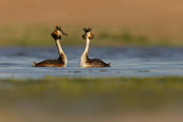 Birds love. Colorful nature background.Great Crested Grebe. (Podiceps cristatus).