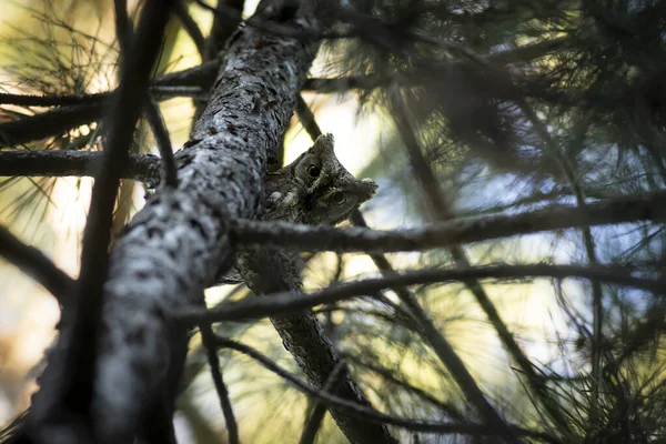 Baykuş. Avrasya Baykuşu. (Otus vurur). Yeşil doğa arkaplanı.