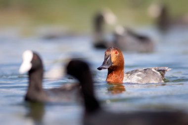 Yüzen ördek. Doğa geçmişi. Sıradan Pochard. (Aythya ferina).