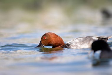 Yüzen ördek. Doğa geçmişi. Sıradan Pochard. (Aythya ferina).