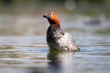 Yüzen ördek. Doğa geçmişi. Sıradan Pochard. (Aythya ferina).