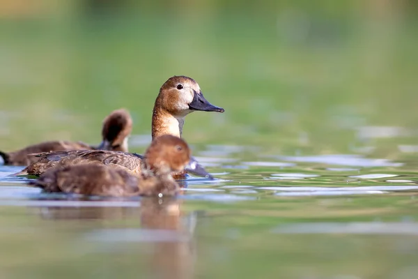 Swimming mother duck and ducklings. Colorful nature background. Duck: Common Pochard.