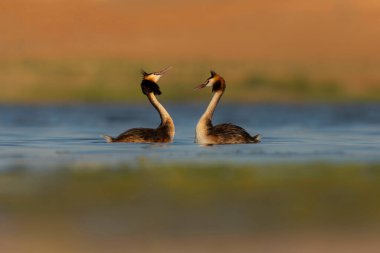 Kuşlar bayılır. Renkli bir arka plan. Great Crested Grebe. (Podiseps kriteri). 