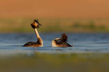 Kuşlar bayılır. Renkli bir arka plan. Great Crested Grebe. (Podiseps kriteri). 