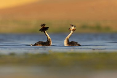 Kuşlar bayılır. Renkli bir arka plan. Great Crested Grebe. (Podiseps kriteri). 
