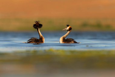 Kuşlar bayılır. Renkli bir arka plan. Great Crested Grebe. (Podiseps kriteri). 