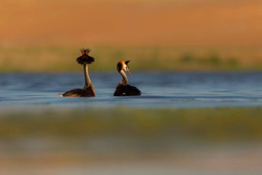 Kuşlar bayılır. Renkli bir arka plan. Great Crested Grebe. (Podiseps kriteri). 