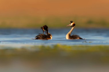 Kuşlar bayılır. Renkli bir arka plan. Great Crested Grebe. (Podiseps kriteri). 