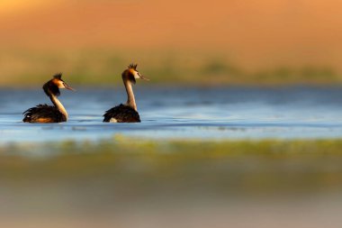 Kuşlar bayılır. Renkli bir arka plan. Great Crested Grebe. (Podiseps kriteri). 