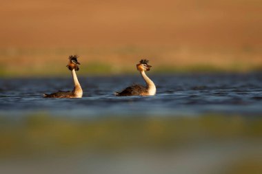 Kuşlar bayılır. Renkli bir arka plan. Great Crested Grebe. (Podiseps kriteri). 
