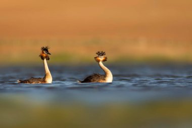 Kuşlar bayılır. Renkli bir arka plan. Great Crested Grebe. (Podiseps kriteri). 
