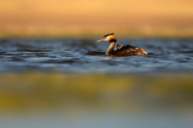 Harika bir an. Bebeklerini sırtında taşıyan bir anne. Renkli doğa geçmişi. Büyük ibikli Grebe. (Podiseps kriteri).