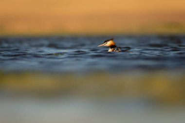 Harika bir an. Bebeklerini sırtında taşıyan bir anne. Renkli doğa geçmişi. Büyük ibikli Grebe. (Podiseps kriteri).