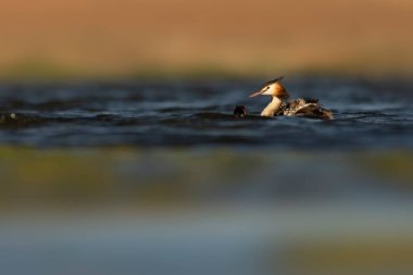 Harika bir an. Bebeklerini sırtında taşıyan bir anne. Renkli doğa geçmişi. Büyük ibikli Grebe. (Podiseps kriteri).