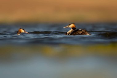 Harika bir an. Bebeklerini sırtında taşıyan bir anne. Renkli doğa geçmişi. Büyük ibikli Grebe. (Podiseps kriteri).