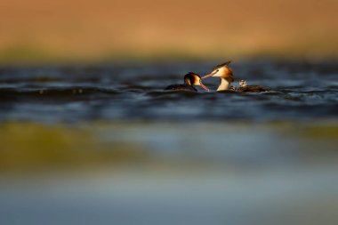 Harika bir an. Bebeklerini sırtında taşıyan bir anne. Renkli doğa geçmişi. Büyük ibikli Grebe. (Podiseps kriteri).