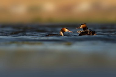 Harika bir an. Bebeklerini sırtında taşıyan bir anne. Renkli doğa geçmişi. Büyük ibikli Grebe. (Podiseps kriteri).