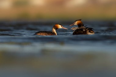 Harika bir an. Bebeklerini sırtında taşıyan bir anne. Renkli doğa geçmişi. Büyük ibikli Grebe. (Podiseps kriteri).
