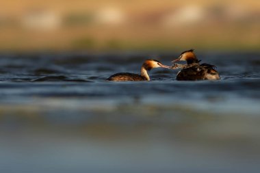 Harika bir an. Bebeklerini sırtında taşıyan bir anne. Renkli doğa geçmişi. Büyük ibikli Grebe. (Podiseps kriteri).