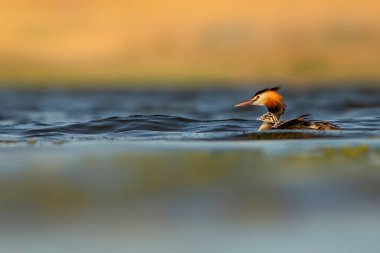 Harika bir an. Bebeklerini sırtında taşıyan bir anne. Renkli doğa geçmişi. Büyük ibikli Grebe. (Podiseps kriteri).