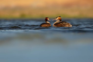 Harika bir an. Bebeklerini sırtında taşıyan bir anne. Renkli doğa geçmişi. Büyük ibikli Grebe. (Podiseps kriteri).